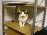 ��夦