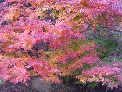 200<br>
91123河口湖大石紅葉