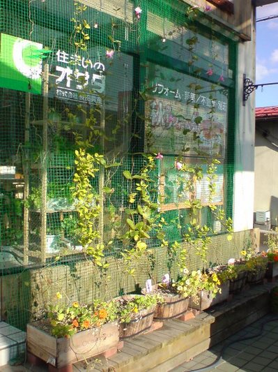 20091106-2 花と緑と野菜のカーテン