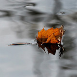 tear drop