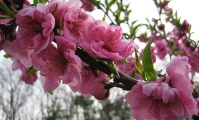バンダノサクラカエリノイロ、ハナハヨシノニアラシフク