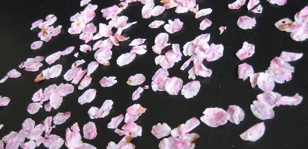 刺青って痛そうやな〜