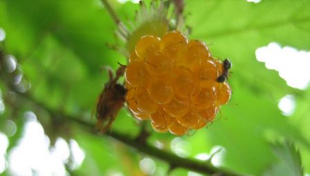 赤だと思ったのになァ…
