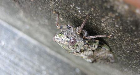 セミのように生きてみる