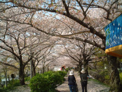 桜が満開♪