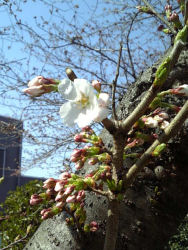 sakura080325-01