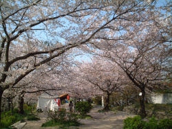 桜、お花見♪