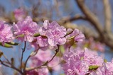 エゾムラサキ花