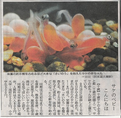さけのベビー