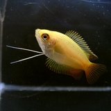 ゴールデンハニーグラミー