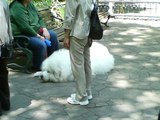 犬