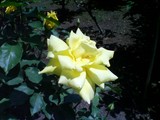 薔薇