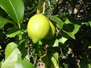 R0010039