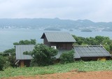 山野草1
