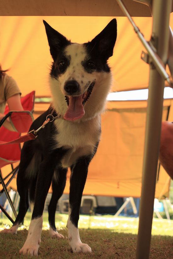 立ち耳ハーちゃん