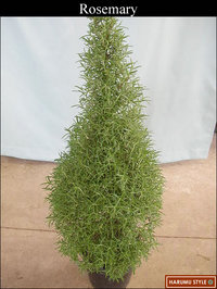 rosemary-1[3]