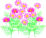 �����⥹��bd_cosmos43