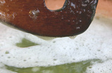 aume16