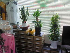 plant01