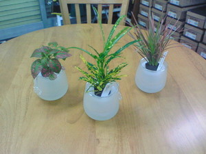plant03