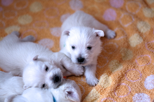 pupies1
