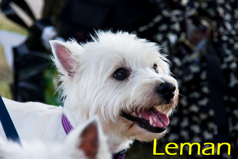 Leman