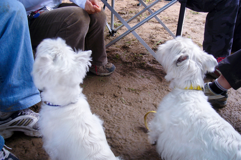 Westies