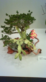 NEC_1353