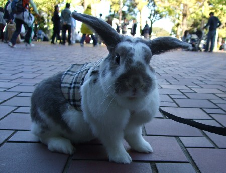 うさフェス2 011