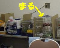 預かり所