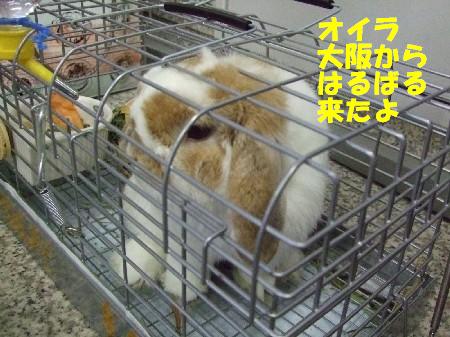 ももちくん1