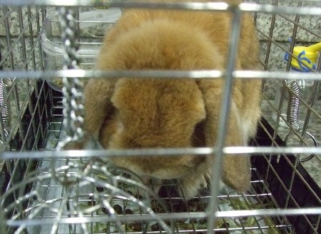 フェスうさぎ1 011