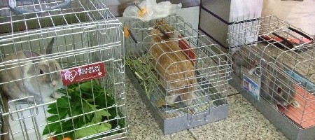フェスうさぎ1 001