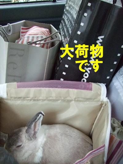 うさフェスタ1 001