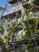 roubai