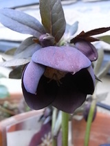helleborus1