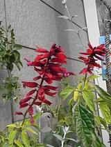 �Х�ҥ塼�ƥ�