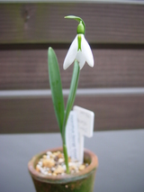 08ge