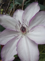 690ea840.JPG