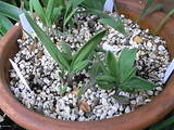 ��