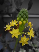�餭�Ϥ�
