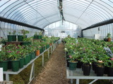 helleborus