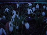 snowdrop
