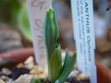 galanthus��