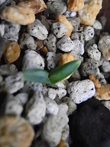 WG