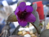 hepatica1