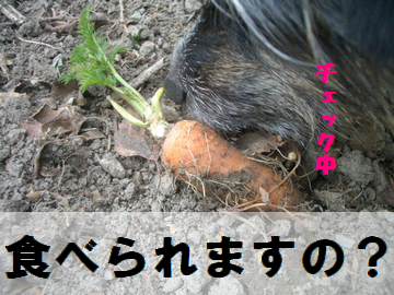¥ß¥Ë¤Ç¤¹¤Î¤ó¡©