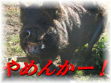 ¤¤¤¤¤«¤²¤ó¤Ë¤¹¤ë¥Ö¥Ò¡¼