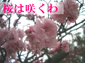 ºù¤«Çߤ«¡©