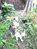 =^^=Heart猫・今日の『カラコ♂』。。★カラコ♂の姉妹『ミヨン』。★猫村2。ハイジと子供達。★猫の映画の話。